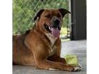 Adopt Spud a Shepherd, Boxer