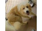Adopt Cheddar 24-0266 a Great Pyrenees