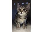 Adopt BASIL a Domestic Short Hair