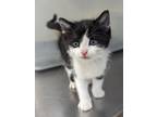 Adopt BUBBLES a Domestic Short Hair