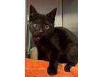 Adopt HENRY a Domestic Short Hair