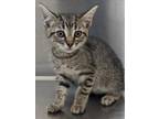 Adopt PESTO a Domestic Short Hair