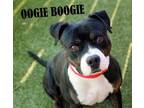 Adopt Oogie Boogie a Terrier