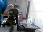Adopt BISCOFF a Labrador Retriever, Mixed Breed