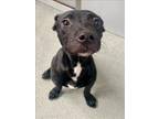 Adopt BISON a Labrador Retriever, Mixed Breed