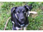 Adopt Hudson a Shepherd