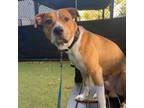 Adopt ANTHONY a Boxer, Mixed Breed