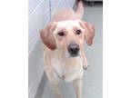 Adopt SOUPY a Labrador Retriever, Mixed Breed