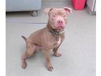 Adopt POUTINE a Pit Bull Terrier, Mixed Breed