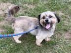 Adopt Kernel a Shih Tzu, Yorkshire Terrier