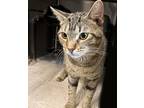 Adopt Catcher a Domestic Short Hair