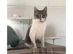 Adopt Billa a Domestic Short Hair