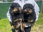 Adopt Brandon and Braxton a Poodle