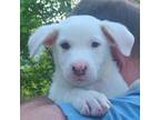Adopt Binx's King a Terrier, Hound