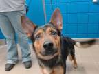 Adopt HAPPY BOY a German Shepherd Dog, Mixed Breed