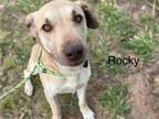Adopt ROCKY a Labrador Retriever, Mixed Breed