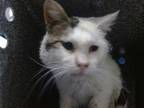 Adopt EARL a Domestic Short Hair