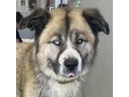 Adopt Oso a Mixed Breed
