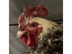 Adopt Colonel a Chicken