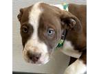 Adopt Nacht a Mixed Breed