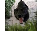 Adopt Oscar a German Shepherd Dog