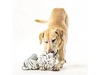 Adopt Tank a Yellow Labrador Retriever