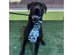 Adopt KYLO a German Shorthaired Pointer, Black Labrador Retriever