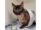 Adopt GIO a Tonkinese