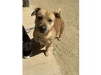 Adopt Boogie a Corgi, Labrador Retriever