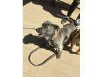 Adopt Caruso a Corgi, Pit Bull Terrier