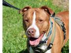 Adopt SHANE a Pit Bull Terrier, Mixed Breed