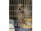 Adopt Teddy a Yorkshire Terrier, Mixed Breed