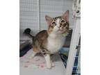 Adopt Snoopy a Domestic Medium Hair, Domestic Short Hair