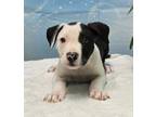 Adopt Baby Roy a Terrier, Mixed Breed