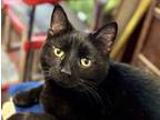 Adopt Cole a Domestic Short Hair