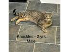 Adopt Knuckles a Domestic Short Hair