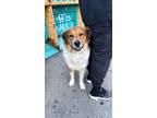 Adopt SUFFOLK a English Shepherd