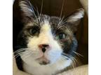 Adopt Kirby a Domestic Short Hair