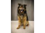 Adopt Shilo a German Shepherd Dog, Mixed Breed