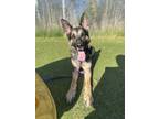 Adopt Charles a German Shepherd Dog, Mixed Breed