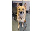 Adopt LOKI a German Shepherd Dog