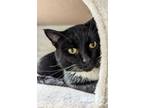 Adopt Koba a Domestic Short Hair