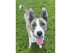 Adopt Finn a Husky, Pit Bull Terrier