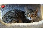 Adopt Morales a Domestic Short Hair