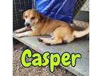 Adopt Casper a Corgi, Basset Hound