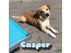 Adopt Casper a Corgi, Mixed Breed