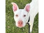 Adopt Gonzo a Pit Bull Terrier