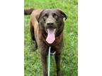 Adopt Han a Labrador Retriever