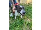 Adopt Bandit a Pointer, Mixed Breed