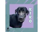 Adopt Kiko a Mixed Breed